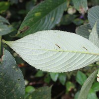 Strobilanthes lupulina Nees